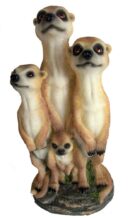 Meerkat Family On Base