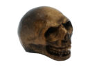 Skull Tiger Eye 25mm