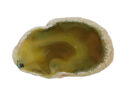 Stone Agate Slice Yellow