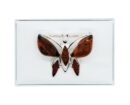Silver Amber Brooch Butterfly 3.1g