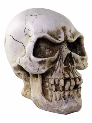 Skull Natural Large H33cm