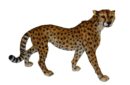 Cheetah Standing 69X20.5X42.5