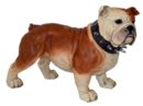 Bulldog With Collar Standing