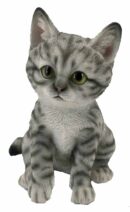 Kitten Grey And White