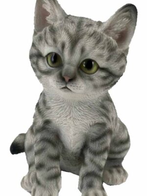 Kitten Grey And White