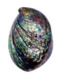 Abalone Shell