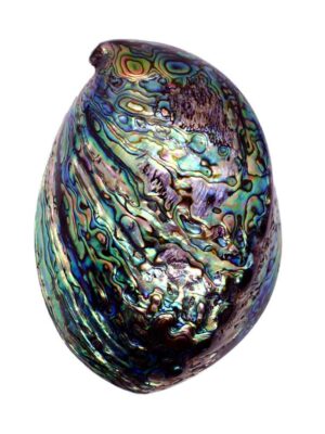 Abalone Shell