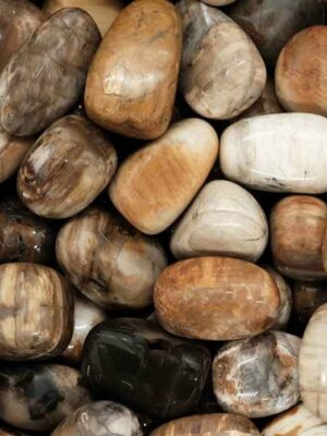 Tumblestone Petrified Wood