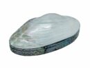 Abalone Shell Box