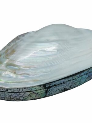 Abalone Shell Box