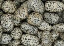 Tumblestone Dalmation Jasper 4-5cm