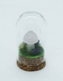 Mushroom Rose Q in Glass