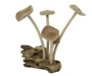 Mushroom Wooden Natural 15cm