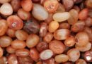 Tumblestone Carnelian A 2-3cm