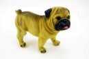 Dog Pug Standing